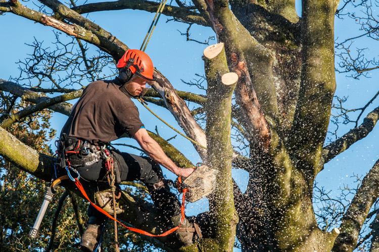 Forestry workers